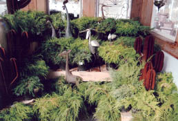Large selection of Evergreens